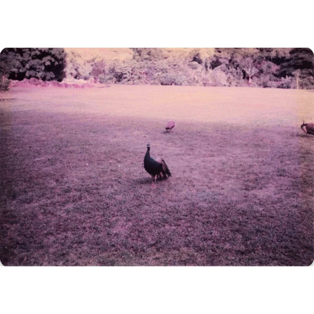 Vintage 1970s Hawaii Oahu Volcanic Hill Garden Peafowl Photo Lot of 6 - Picture 4 of 6